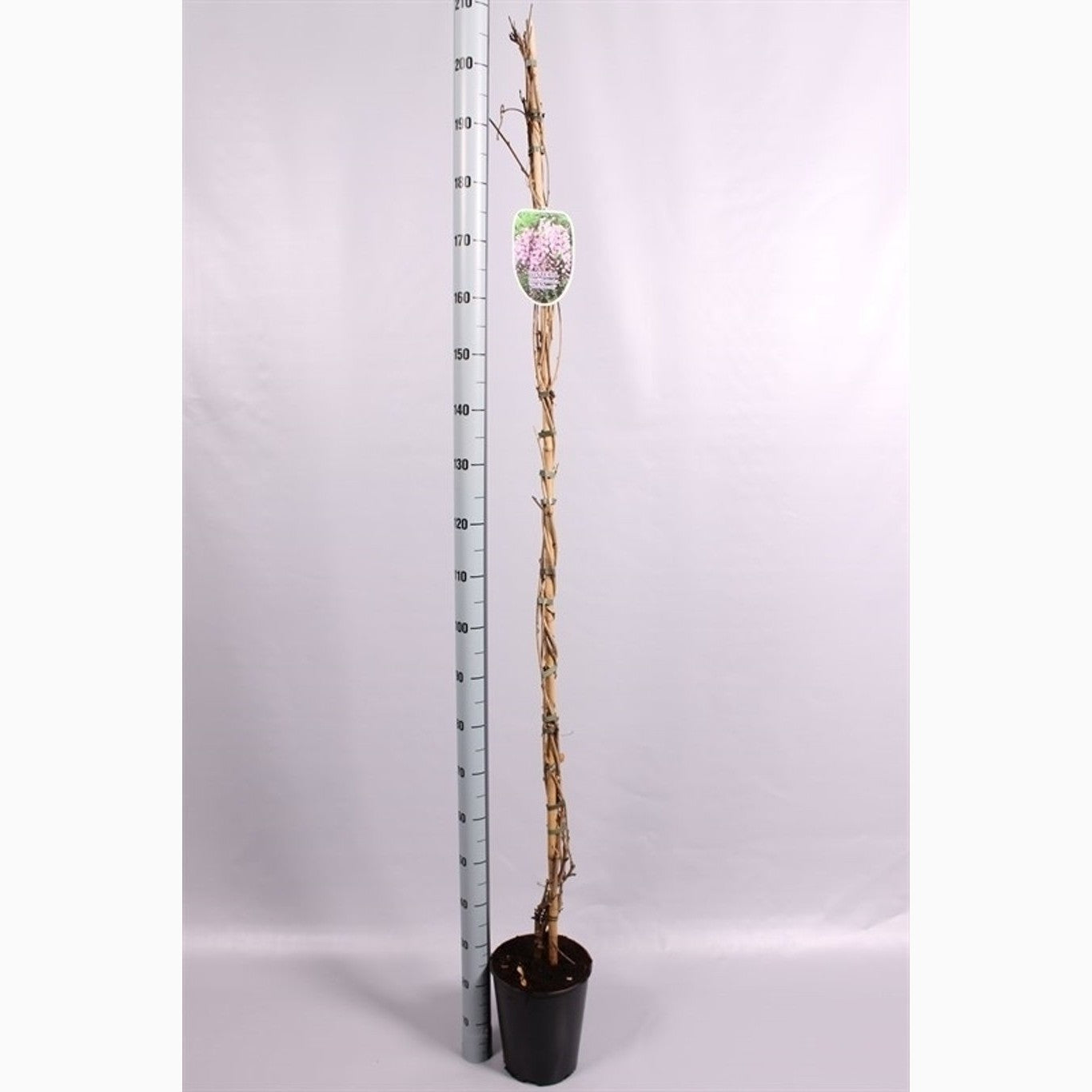 Blåregn – Wisteria floribunda 'Honbeni' - C5